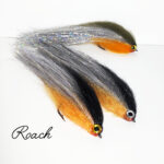 Roach